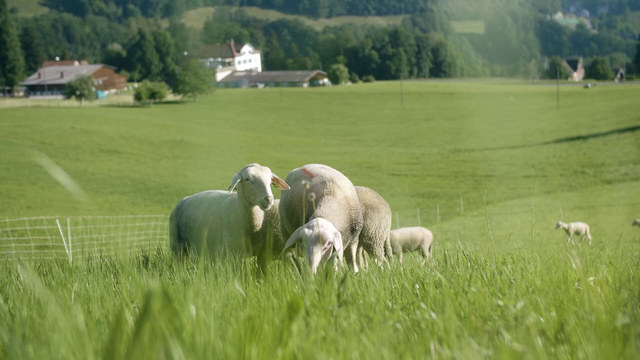 Schafe auf der Weide