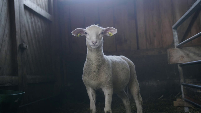 Lamm im Stall